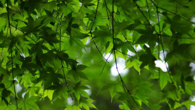 incantesimo d'amore foglie d'albero