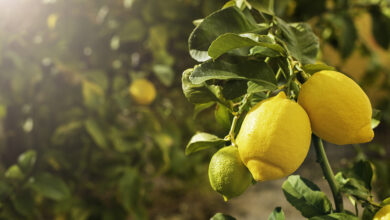 Rituale del limone